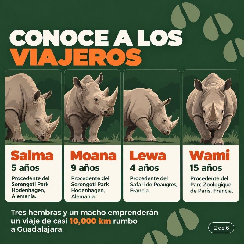 CORTESÍA/  Zoológico Guadalajara.