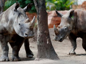 El Zoológico Guadalajara recibirá este 21 de octubre a cuatro rinocerontes blancos provenientes de Europa. EFE/ ARCHIVO