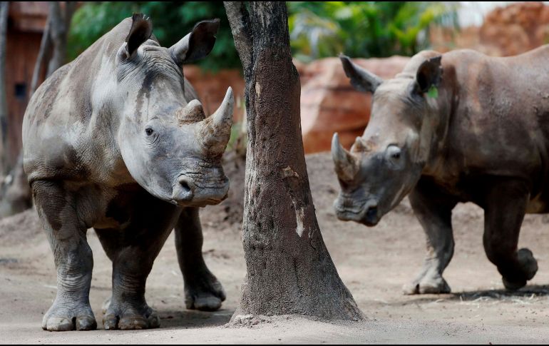 El Zoológico Guadalajara recibirá este 21 de octubre a cuatro rinocerontes blancos provenientes de Europa. EFE/ ARCHIVO