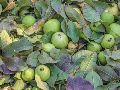 Las hojas de guayaba son un poderoso remedio natural rico en vitamina C. Conoce sus beneficios para curar problemas dentales, estomacales y respiratorios. ESPECIAL/PEXELS