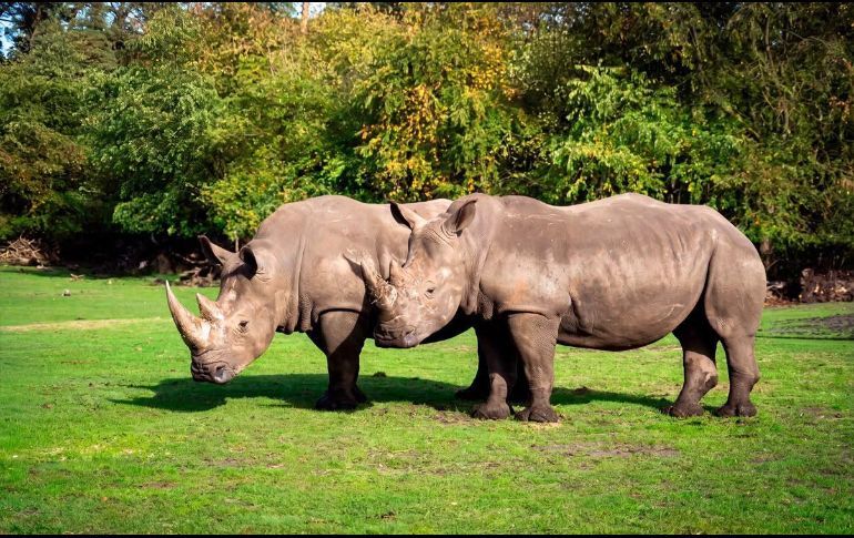 El zoológico invitó a la población a seguir las actualizaciones sobre el traslado y la llegada de los animales en sus canales oficiales. ZOOLÓGICO GUADALAJARA
