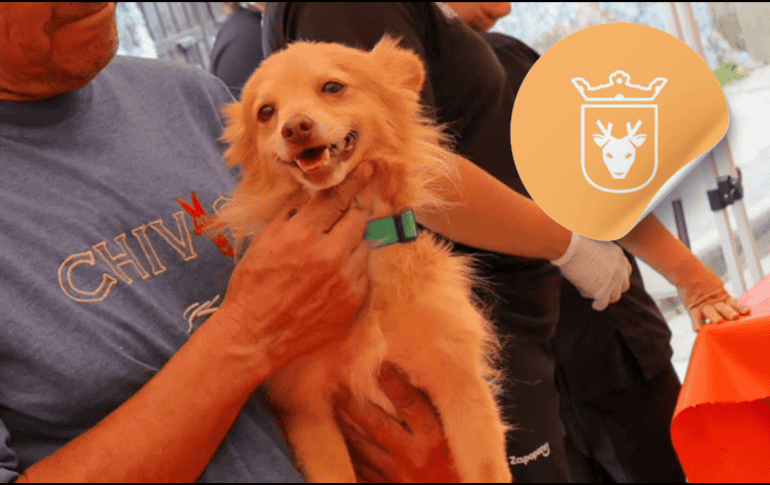 Vacunar a una mascota no solo mejora su calidad de vida, sino que también te permite disfrutar de su compañía por mucho más tiempo. ESPECIAL/ Facebook/ Protección Animal Zapopan