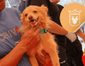 Vacunar a una mascota no solo mejora su calidad de vida, sino que también te permite disfrutar de su compañía por mucho más tiempo. ESPECIAL/ Facebook/ Protección Animal Zapopan