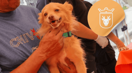 Vacunar a una mascota no solo mejora su calidad de vida, sino que también te permite disfrutar de su compañía por mucho más tiempo. ESPECIAL/ Facebook/ Protección Animal Zapopan
