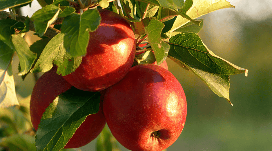Las principales organizaciones de salud respaldan el poder de una dieta rica en frutas para el cuidado cardiovascular. CANVA