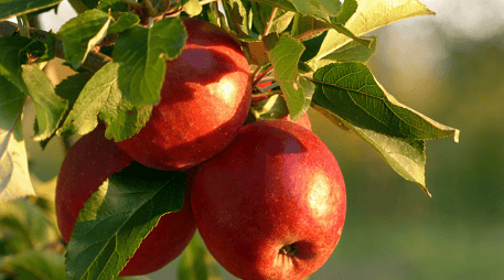 Las principales organizaciones de salud respaldan el poder de una dieta rica en frutas para el cuidado cardiovascular. CANVA