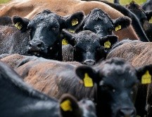 El virus Shamonda afecta principalmente a animales de ganado como las vacas, ovejas, cabras y caballos. UNSPLASH