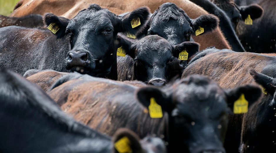 El virus Shamonda afecta principalmente a animales de ganado como las vacas, ovejas, cabras y caballos. UNSPLASH
