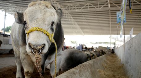 De abril de 2025 a la segunda quincena de octubre de 2026, las autoridades sanitarias han confirmado 780 casos de gusano barrenador en personas. EL INFORMADOR/ARCHIVO