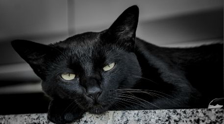 Durante los meses de octubre y noviembre, la superstición y los falsos mitos asociados a la temporada generan un repunte en el peligro para ciertos animales. UNSPLASH