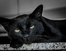 Durante los meses de octubre y noviembre, la superstición y los falsos mitos asociados a la temporada generan un repunte en el peligro para ciertos animales. UNSPLASH