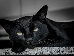 Durante los meses de octubre y noviembre, la superstición y los falsos mitos asociados a la temporada generan un repunte en el peligro para ciertos animales. UNSPLASH
