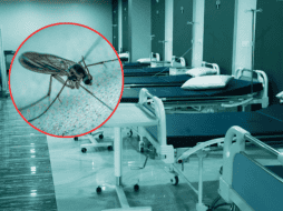 El shamonda es un virus que se identificó por primera vez en Nigeria a mediados de los años 1960, que transmite un mosquito de tipo culicoides principalmente al ganado bovino. ESPECIAL/Canva