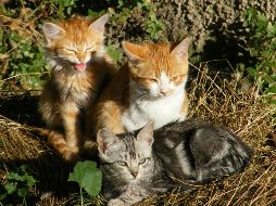 De acuerdo con el Comité de Cuidado Animal Parque Alcalde también se enfrentan a constante abandono de gatitos en el parque. Unsplash