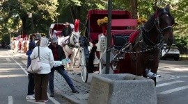 Nueva York aprueba la ley que prohibirá los carruajes tirados por caballos