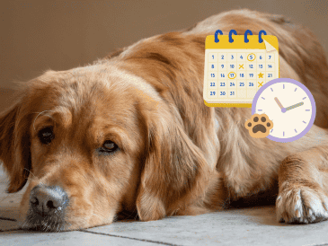 La vacunación y la desparasitación son fundamentales para prevenir enfermedades y favorecer una vida larga y saludable en los perros. PIXABAY / CANVA