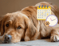 La vacunación y la desparasitación son fundamentales para prevenir enfermedades y favorecer una vida larga y saludable en los perros. PIXABAY / CANVA