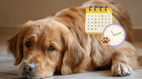 La vacunación y la desparasitación son fundamentales para prevenir enfermedades y favorecer una vida larga y saludable en los perros. PIXABAY / CANVA