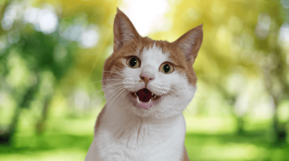 Según los reportes oficiales, al menos 16 gatos han muerto presuntamente envenenados en este espacio público. ESPECIAL / CANVA