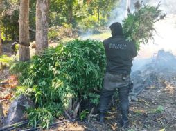 Del hallazgo fue notificado un agente del Ministerio Público de la Federación, para su destrucción e incineración de las plantas. ESPECIAL / Policía de Jalisco