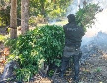 Del hallazgo fue notificado un agente del Ministerio Público de la Federación, para su destrucción e incineración de las plantas. ESPECIAL / Policía de Jalisco