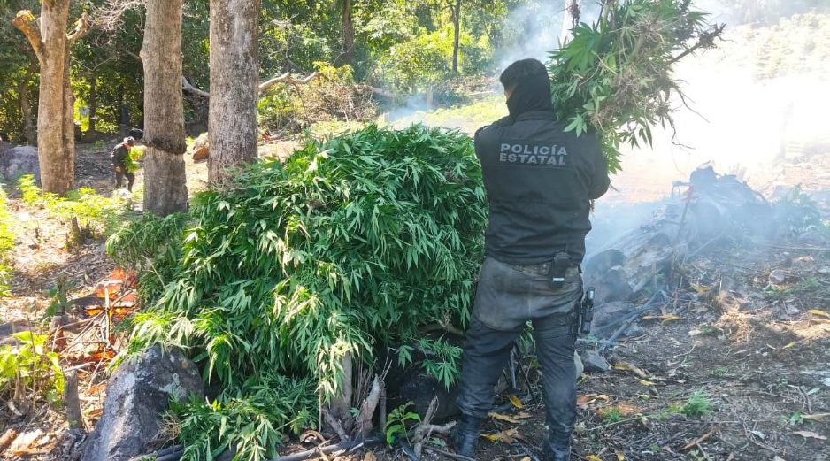 Del hallazgo fue notificado un agente del Ministerio Público de la Federación, para su destrucción e incineración de las plantas. ESPECIAL / Policía de Jalisco