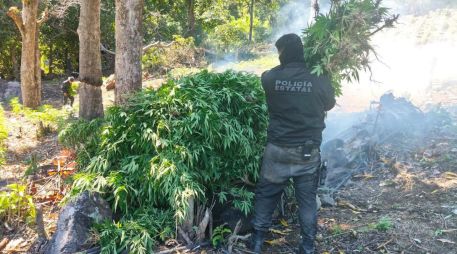 Del hallazgo fue notificado un agente del Ministerio Público de la Federación, para su destrucción e incineración de las plantas. ESPECIAL / Policía de Jalisco
