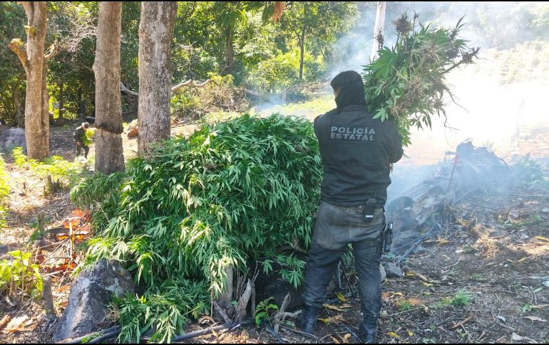 Del hallazgo fue notificado un agente del Ministerio Público de la Federación, para su destrucción e incineración de las plantas. Policía de Jalisco