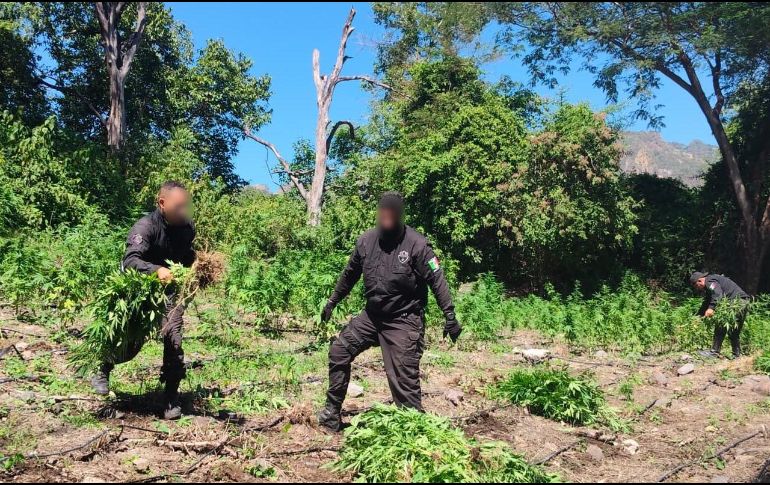 Del hallazgo fue notificado un agente del Ministerio Público de la Federación, para su destrucción e incineración de las plantas. ESPECIAL / Policía de Jalisco