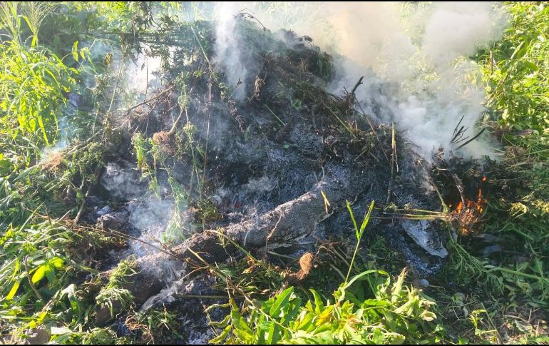 Del hallazgo fue notificado un agente del Ministerio Público de la Federación, para su destrucción e incineración de las plantas. ESPECIAL / Policía de Jalisco