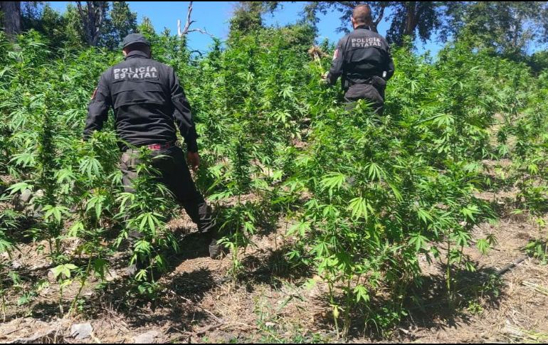 Del hallazgo fue notificado un agente del Ministerio Público de la Federación, para su destrucción e incineración de las plantas. ESPECIAL / Policía de Jalisco