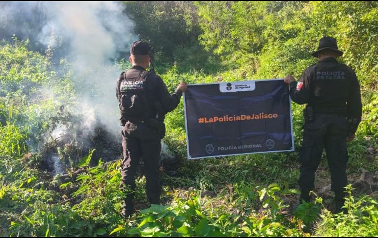 Del hallazgo fue notificado un agente del Ministerio Público de la Federación, para su destrucción e incineración de las plantas. ESPECIAL / Policía de Jalisco