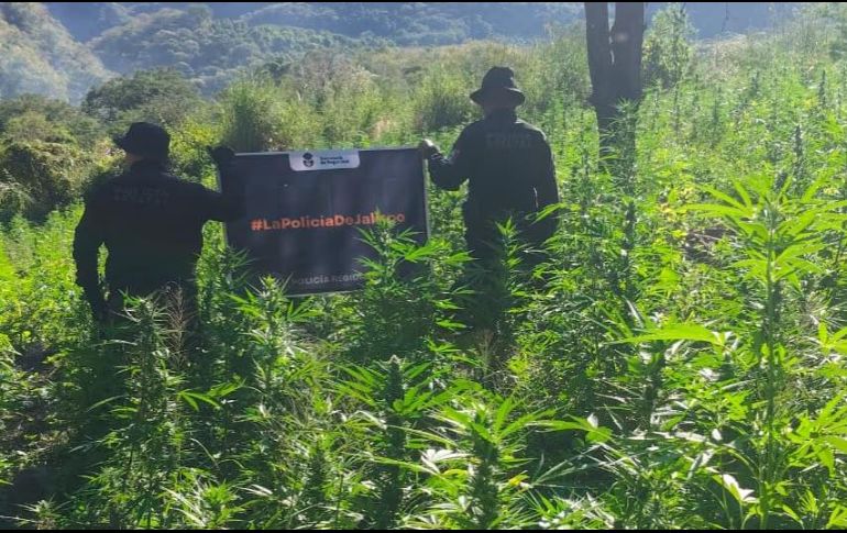 Del hallazgo fue notificado un agente del Ministerio Público de la Federación, para su destrucción e incineración de las plantas. ESPECIAL / Policía de Jalisco