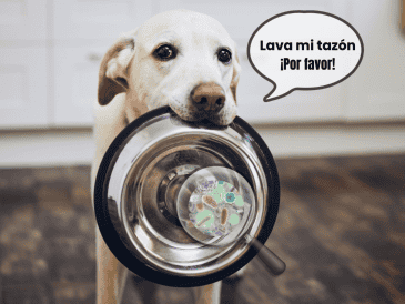 CANVA