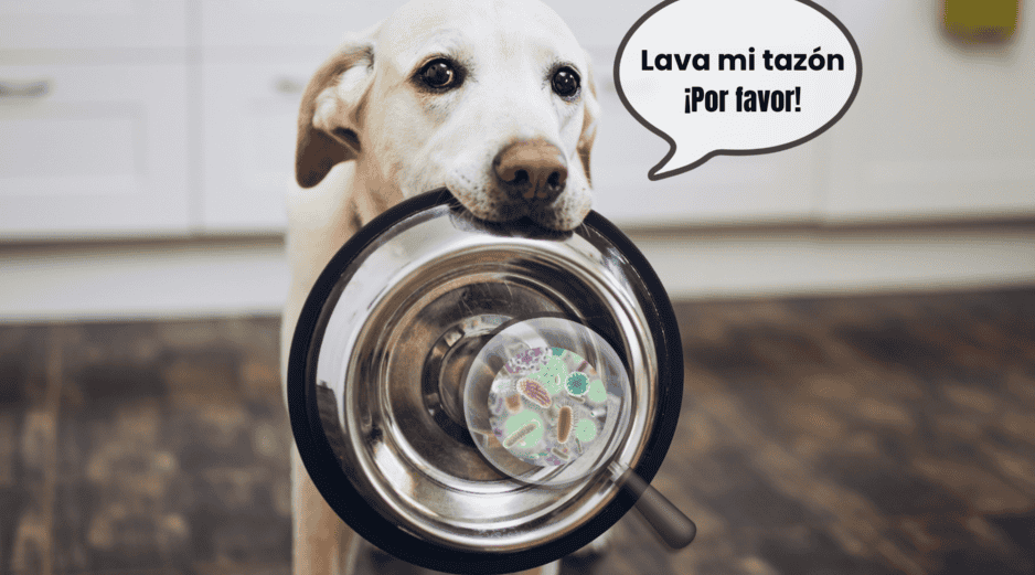 La académica de la Facultad de Medicina Veterinaria y Zootecnia de la UNAM, Ylenia Márquez Peña, detalló a través de UNAM Global que esta capa está conformada por hongos, bacterias y materia orgánica. CANVA