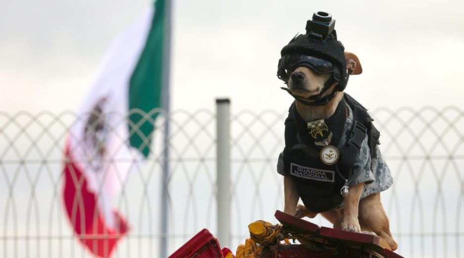 Comando, el perro de raza Chihuahua integrante de la Guardia Nacional hace una demostración en las instalaciones del Campo Militar 1A el pasado sábado, en el municipio de Naucalpan, en el Estado de México. EFE/ J. Méndez