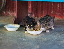 La presencia de biofilm puede incrementar la exposición de las mascotas a microorganismos potencialmente perjudiciales. UNSPLASH
