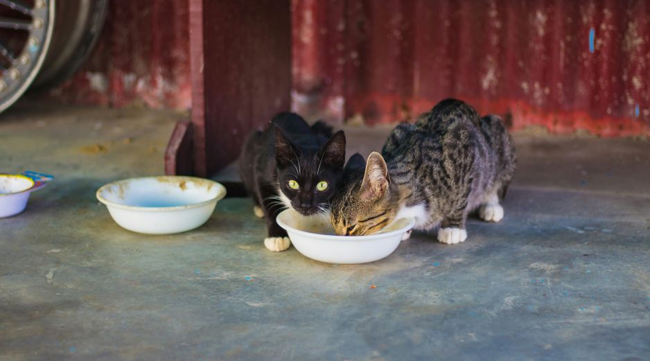La presencia de biofilm puede incrementar la exposición de las mascotas a microorganismos potencialmente perjudiciales. UNSPLASH