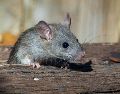 Los ratones pueden atravesar aberturas sorprendentemente pequeñas. UNSPLASH