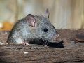 Los ratones pueden atravesar aberturas sorprendentemente pequeñas. UNSPLASH