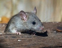 Los ratones pueden atravesar aberturas sorprendentemente pequeñas. UNSPLASH