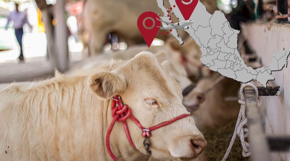 Anuncian acuerdo para que México reciba carne bovina de Paraguay. EL INFORMADOR / ARCHIVO
