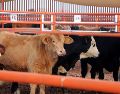 Las restricciones sanitarias de Estados Unidos supusieron un duro golpe al sector ganadero mexicano. EFE/Secretaría de Agricultura y Desarrollo Rural