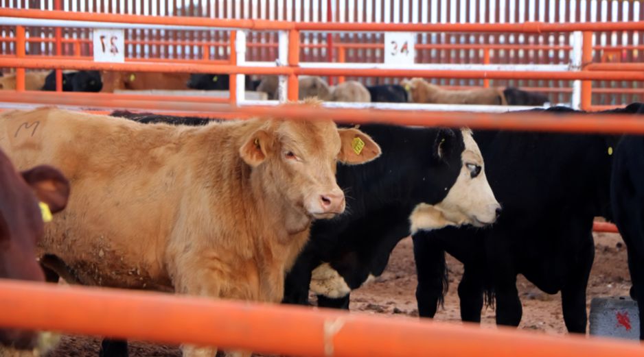 Las restricciones sanitarias de Estados Unidos supusieron un duro golpe al sector ganadero mexicano. EFE/Secretaría de Agricultura y Desarrollo Rural