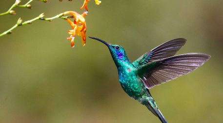 La respuesta sobre el origen de esta idea se encuentra entrelazada entre la rica historia de la cosmovisión mesoamericana. UNSPLASH