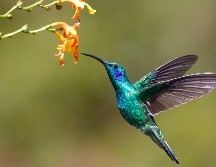 La respuesta sobre el origen de esta idea se encuentra entrelazada entre la rica historia de la cosmovisión mesoamericana. UNSPLASH