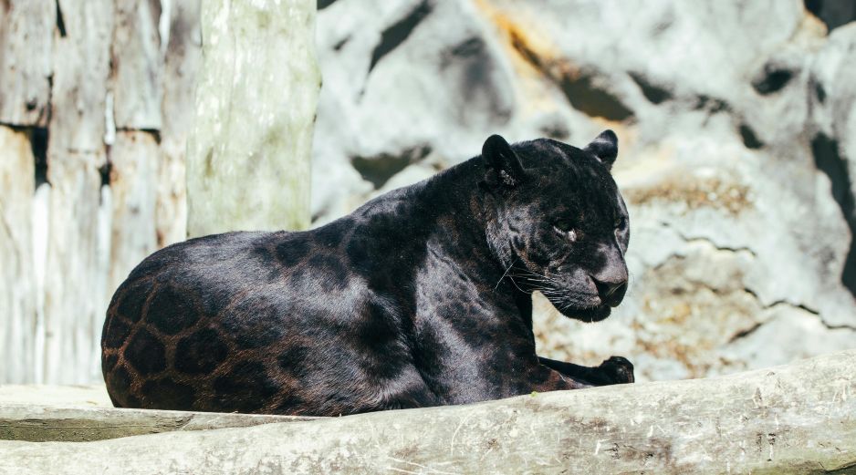 El ataque se produjo el sábado por la mañana, cuando la cuidadora se encontraba sola en el recinto interior de dos panteras persas macho, que permanecían resguardadas debido al mal tiempo. Unsplash