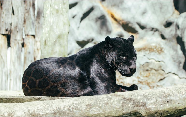 El ataque se produjo el sábado por la mañana, cuando la cuidadora se encontraba sola en el recinto interior de dos panteras persas macho, que permanecían resguardadas debido al mal tiempo. Unsplash
