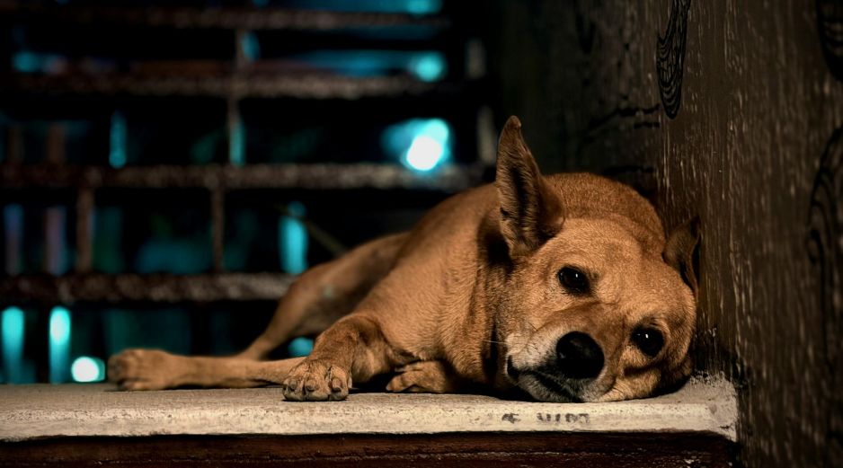 Lo más importante cuando nuestra mascota ingiere veneno es actuar con velocidad y acudir al veterinario de manera inmediata. UNSPLASH