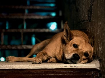 Lo más importante cuando nuestra mascota ingiere veneno es actuar con velocidad y acudir al veterinario de manera inmediata. UNSPLASH